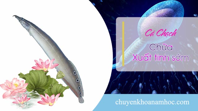 Cá chạch chữa xuất tinh sớm