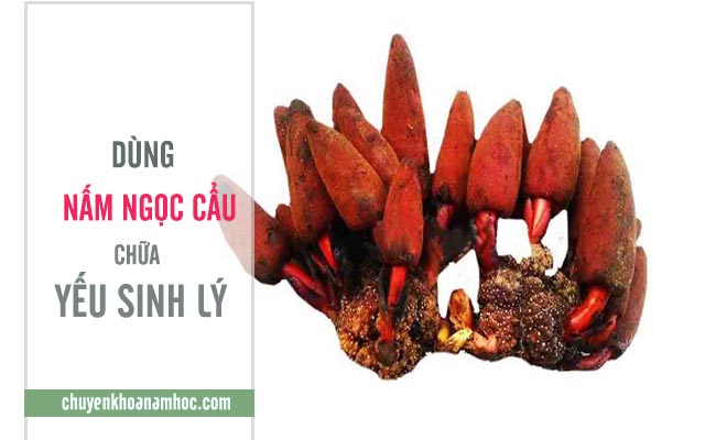 chữa yếu sinh lý bằng nấm ngọc cẩu