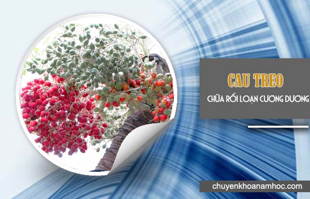 Cau treo chữa rối loạn cương dương