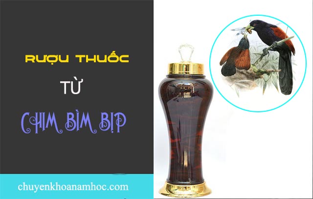 chữa xuất tinh sớm từ rượu thuốc chim bìm bịp.