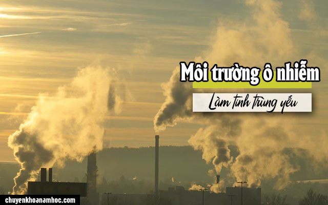 Môi trường ô nhiễm là nguyên nhân làm tinh trùng yếu