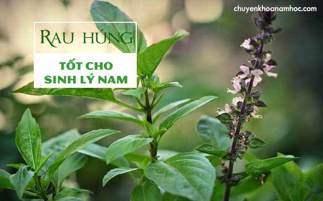 công dụng của rau húng đối với sinh lý nam