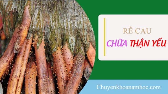 chữa thận yếu bằng rễ cau