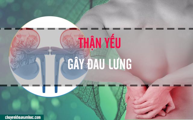 thận yếu gây đau lưng