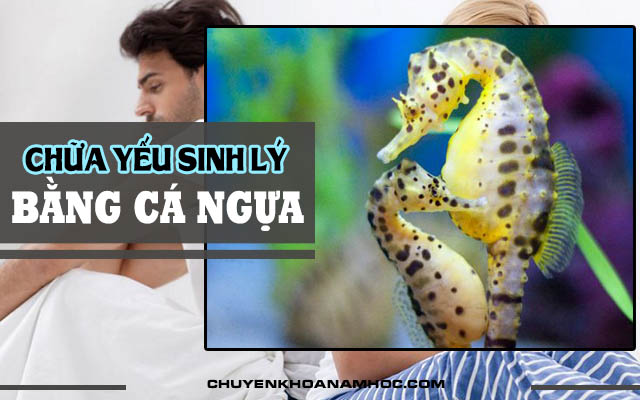 cá ngựa chữa yếu sinh lý