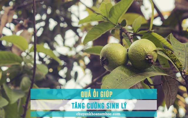 Quả ổi giúp tăng cường sinh lý