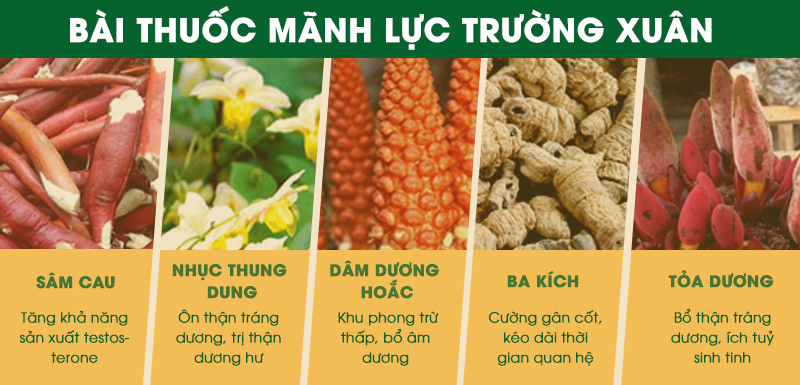 Công dụng của các thành phần trong Mãnh lực Trường xuân