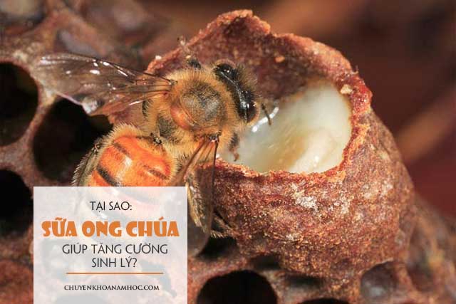 tăng cường sinh lý từ sữa ong chúa