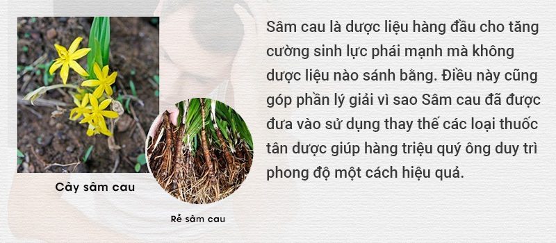 Tác dụng của sâm cau trong tăng cường sinh lý nam